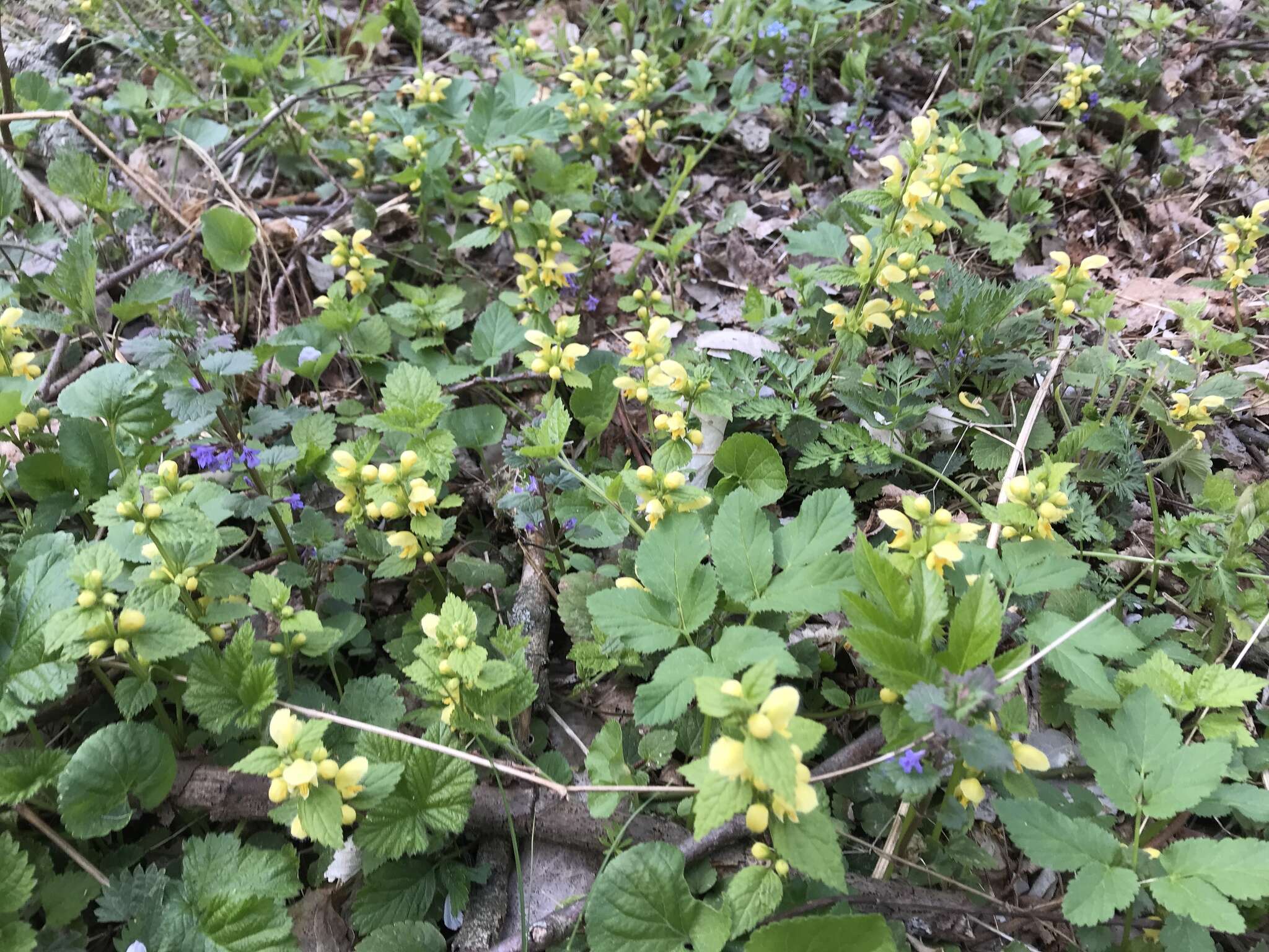 Imagem de Lamium galeobdolon subsp. galeobdolon