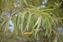 Image of coastal plain willow