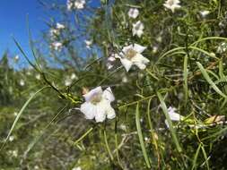 Image of Desert Lignum