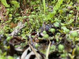 Image of Marchantia polymorpha subsp. montivagans Bischl. & Boissel.-Dub.