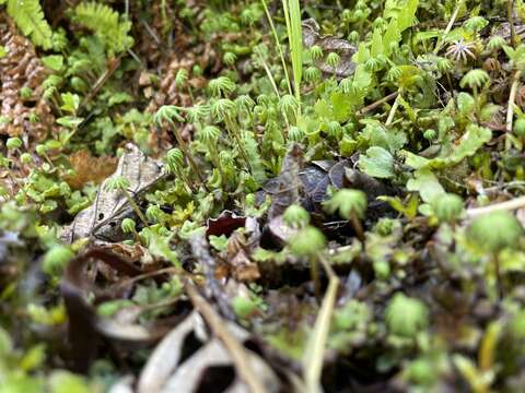 Image of Marchantia polymorpha subsp. montivagans Bischl. & Boissel.-Dub.