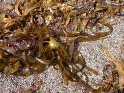 Image of Laminaria hyperborea