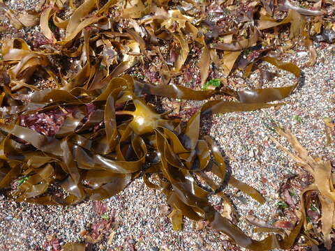 Image of Laminaria hyperborea