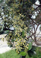 Image of <i>Olearia traversiorum</i>