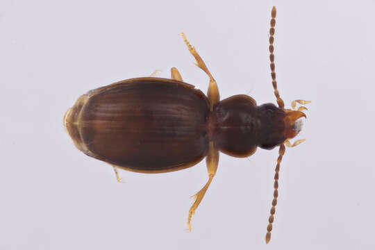 Plancia ëd Trechus (Microtrechus) vandykei (Jeannel 1927)