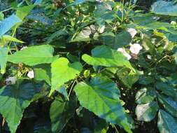 Sivun Dombeya tiliacea (Endl.) Planch. kuva