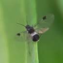 Image of Dogwood Aphid