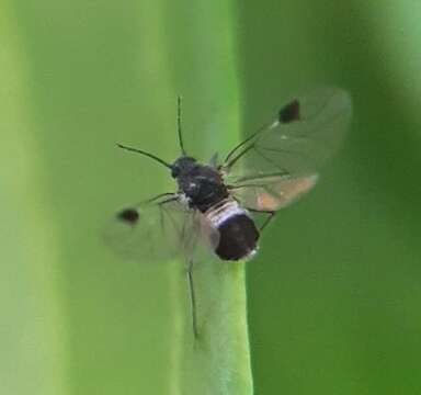 Image of Dogwood Aphid