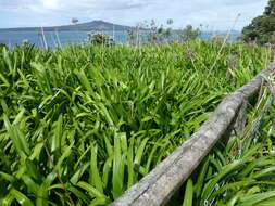 Image of Agapanthus praecox subsp. orientalis (F. M. Leight.) F. M. Leight.