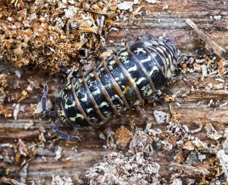 Image of Armadillidium pulchellum (Zenker 1798)