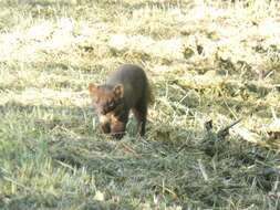 Image of European Pine Marten