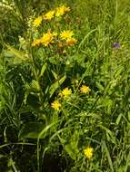 Image of Crepis lyrata (L.) Froel.