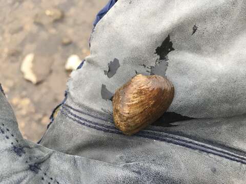 Image of Brook Wedge Mussel