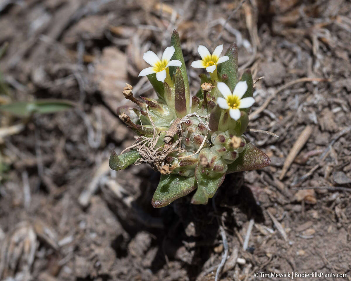 Image of Small-Flower Starlet