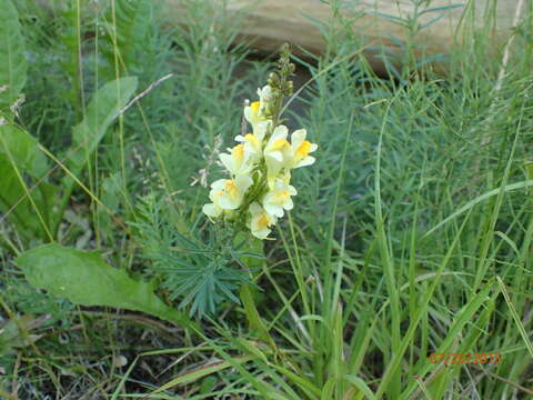 Image of Common Toadflax