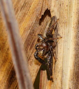 Image of Evarcha longula (Thorell 1881)