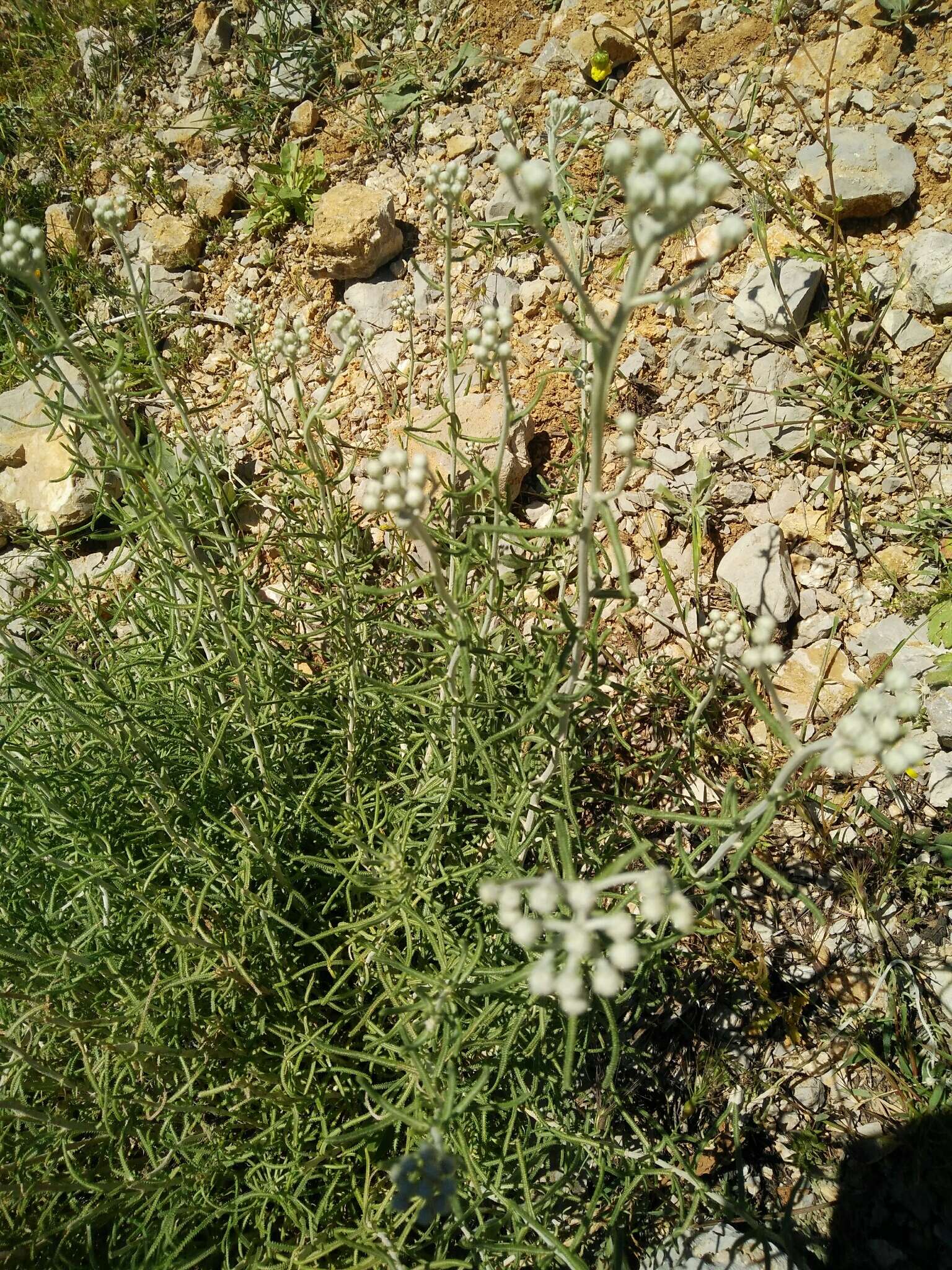 Image of Achillea falcata L.