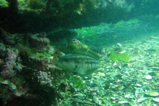 Image of Brazilian sandperch