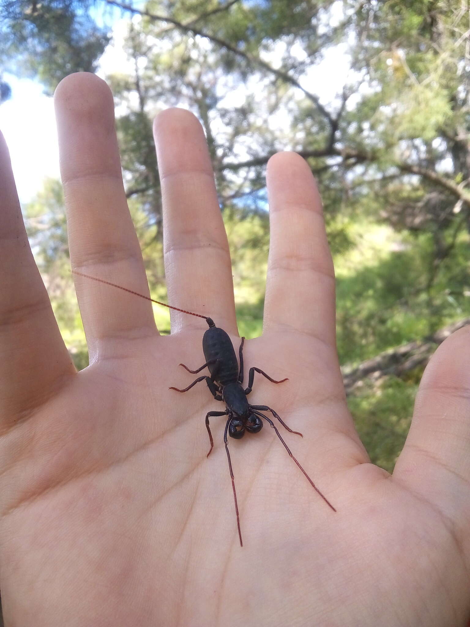 Image de Mastigoproctus vandevenderi Barrales-Alcalá, Francke & Prendini 2018