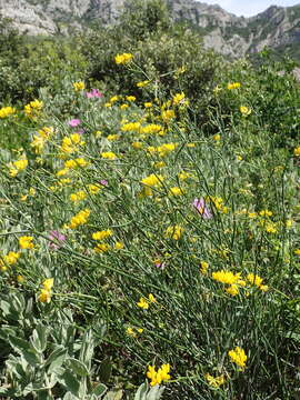 Image of Coronilla juncea L.