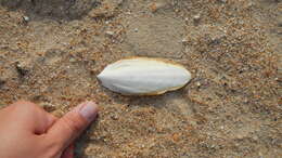 Image of Common Cuttlefish