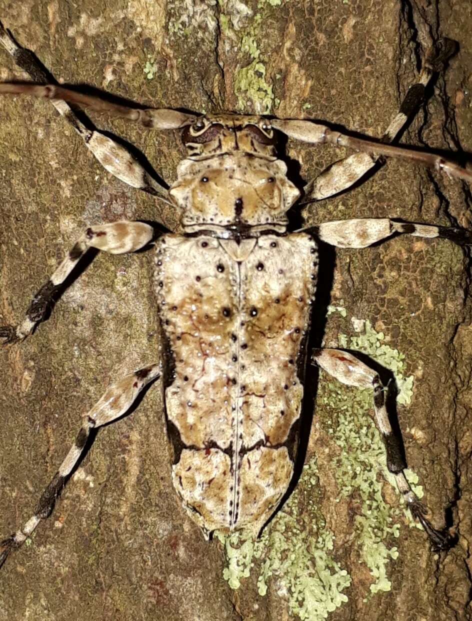 Oreodera glauca (Linné 1758)的圖片