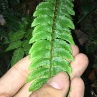 Image de Polystichum nepalense (Spreng.) C. Chr.