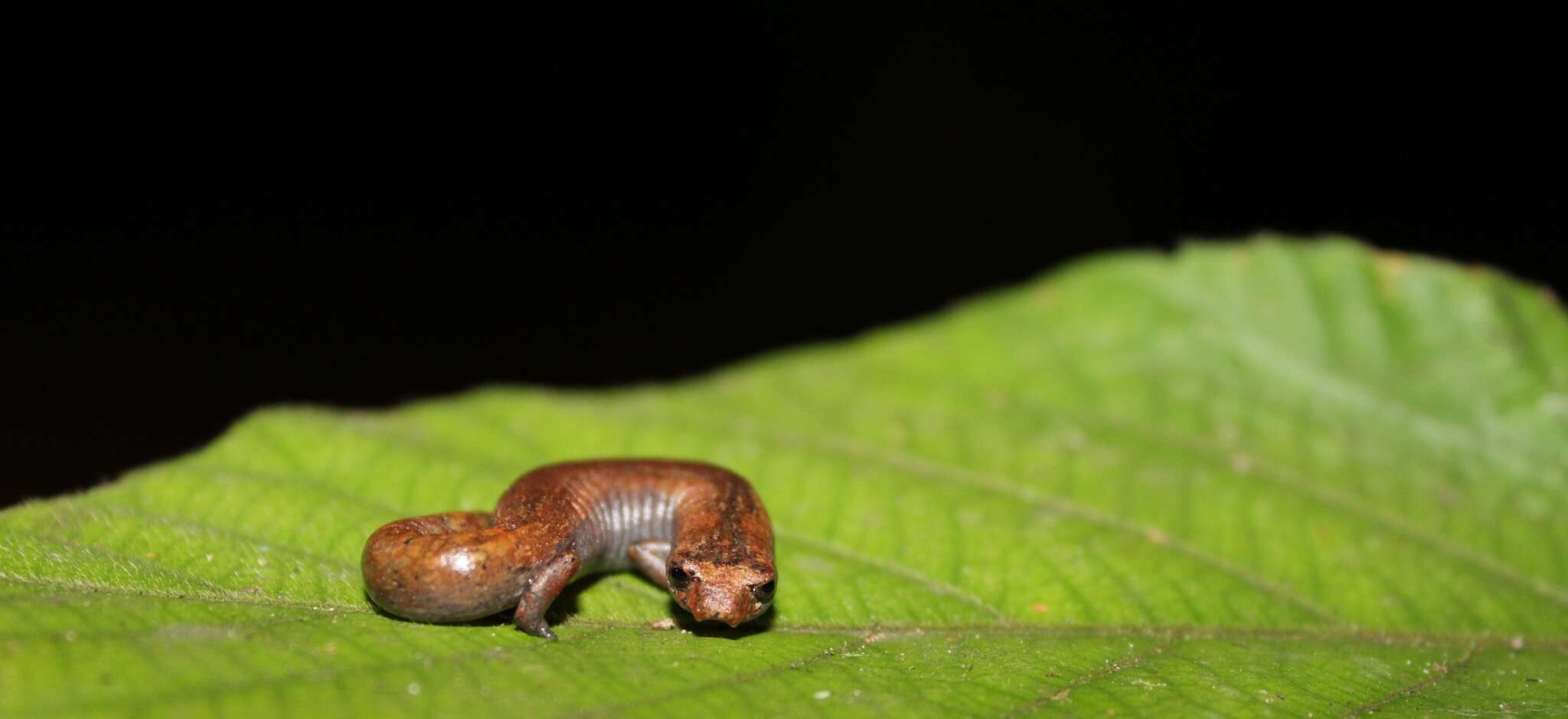 Image of Nauta Salamander