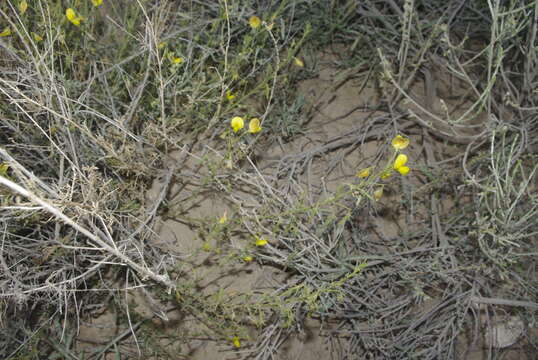 Image of Ononis natrix subsp. angustissima (Lam.) Sirj.