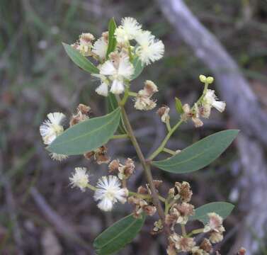 Acacia myrtifolia (Sm.) Willd. resmi