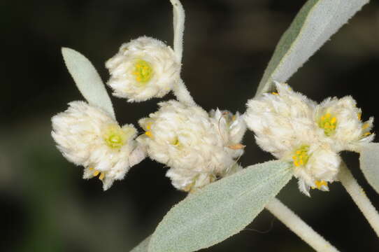 Image of Alternanthera albida (Moq.) Griseb.