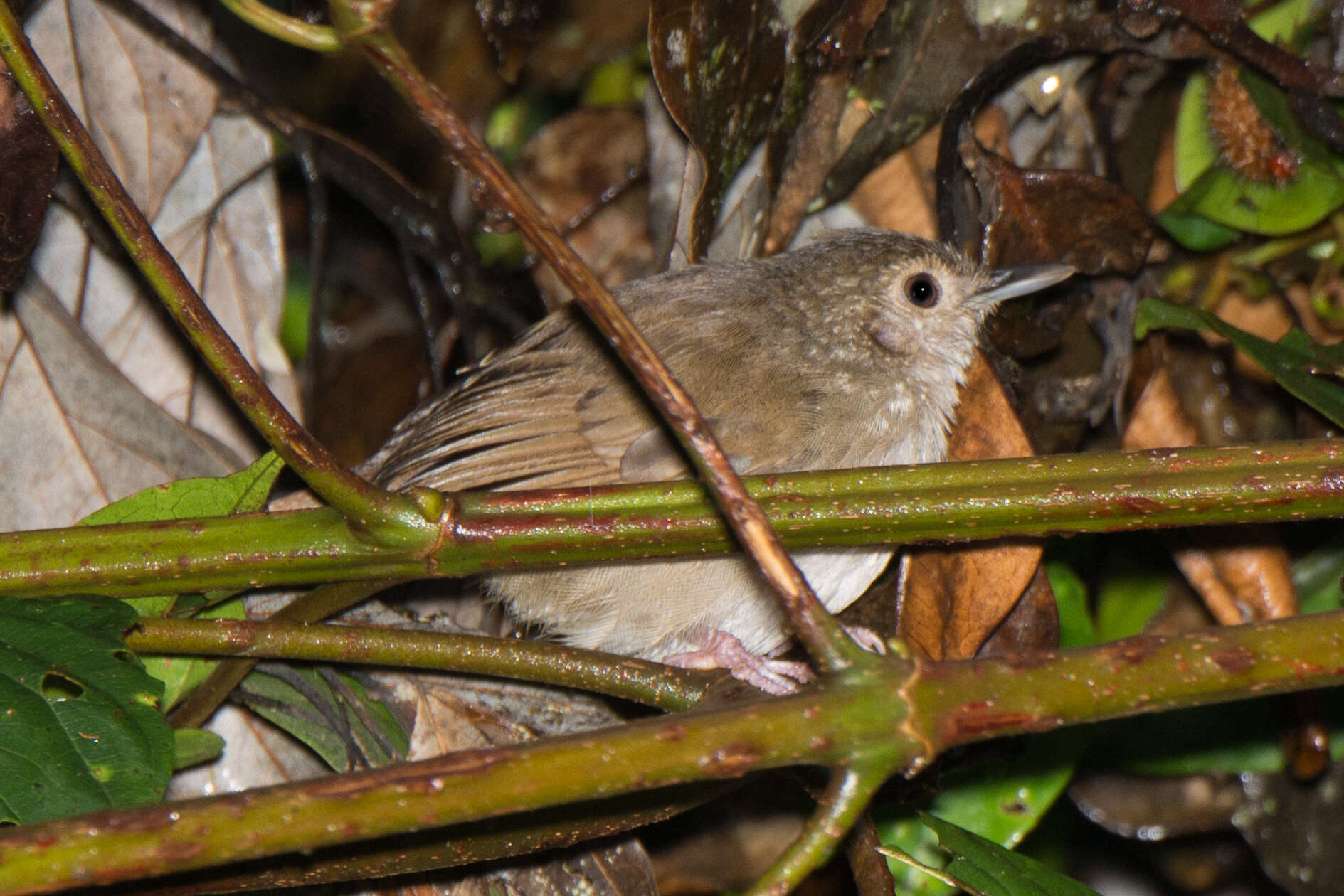 Image of Sulawesi Babbler