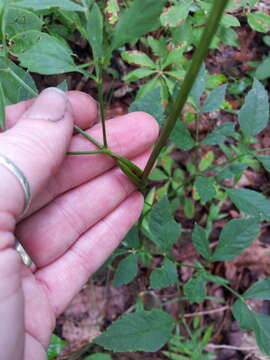 Ligusticum canadense (L.) Britt.的圖片