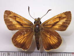 Image of Ochlodes ochracea Bremer 1861