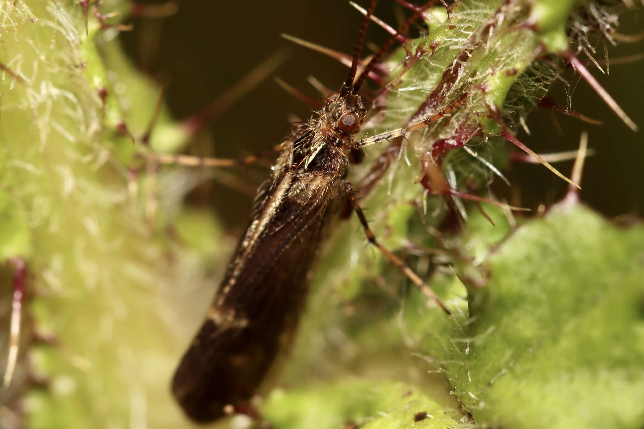 صورة Limnephilus sparsus Curtis 1834