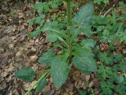 Tephroseris longifolia subsp. brachychaeta Greuter resmi