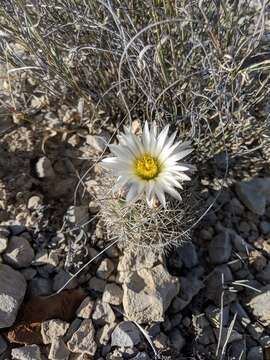 Image de Sclerocactus warnockii (L. D. Benson) N. P. Taylor