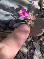 Image of annual redspot monkeyflower