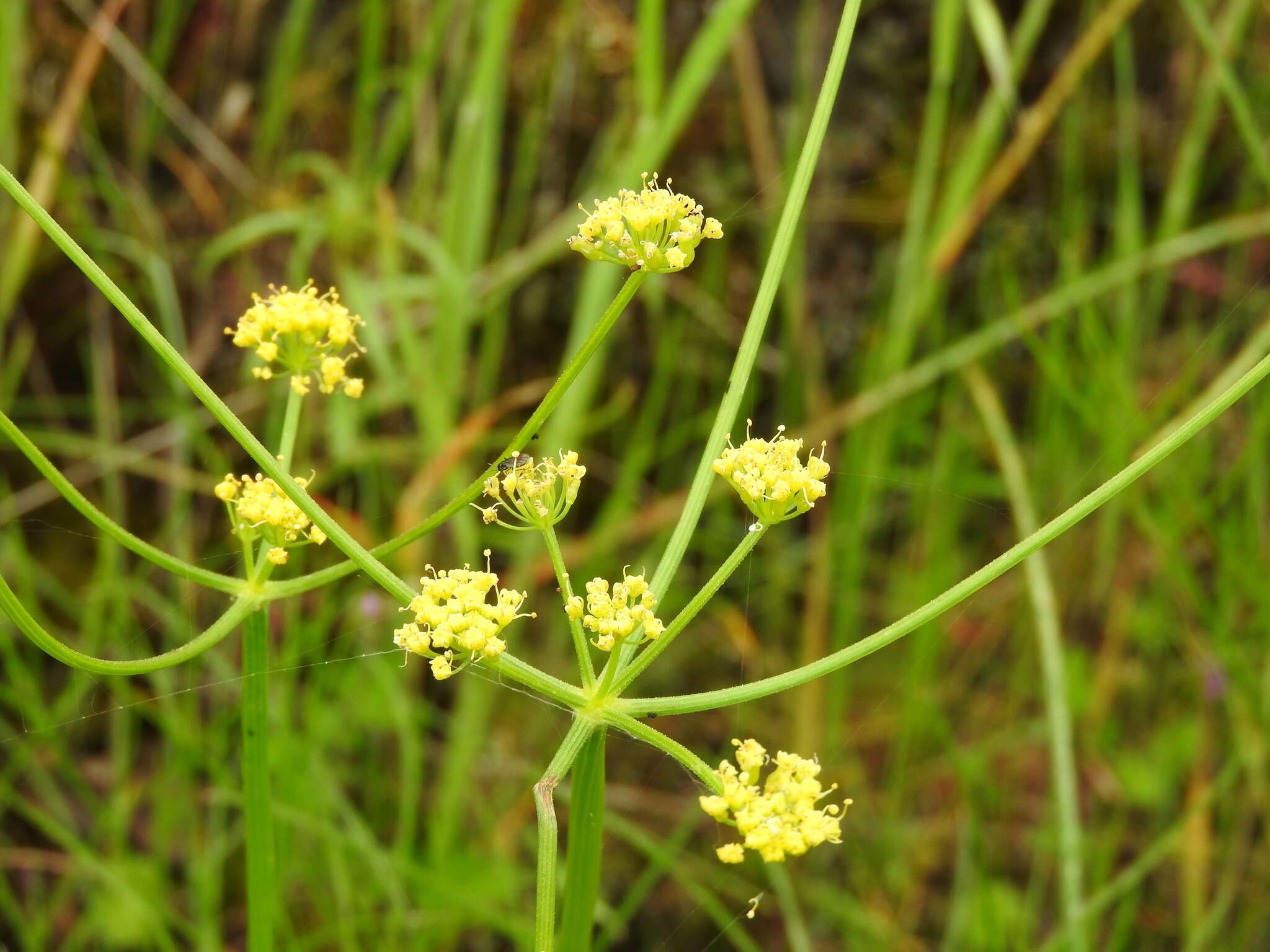 Image of Lomatium marginatum var. marginatum