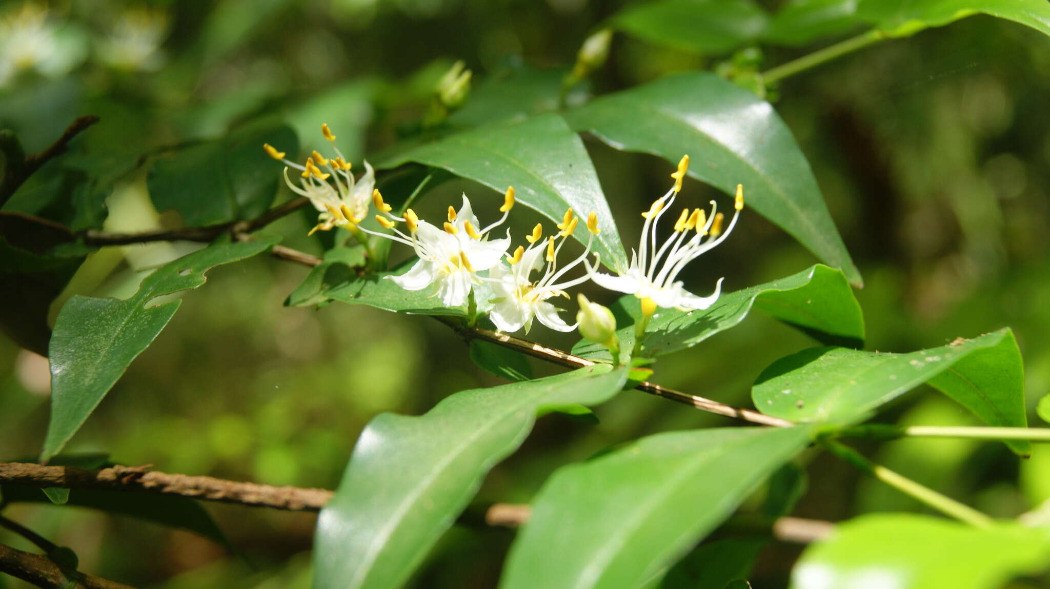 Image de Mouriri myrtilloides (Sw.) Poir.