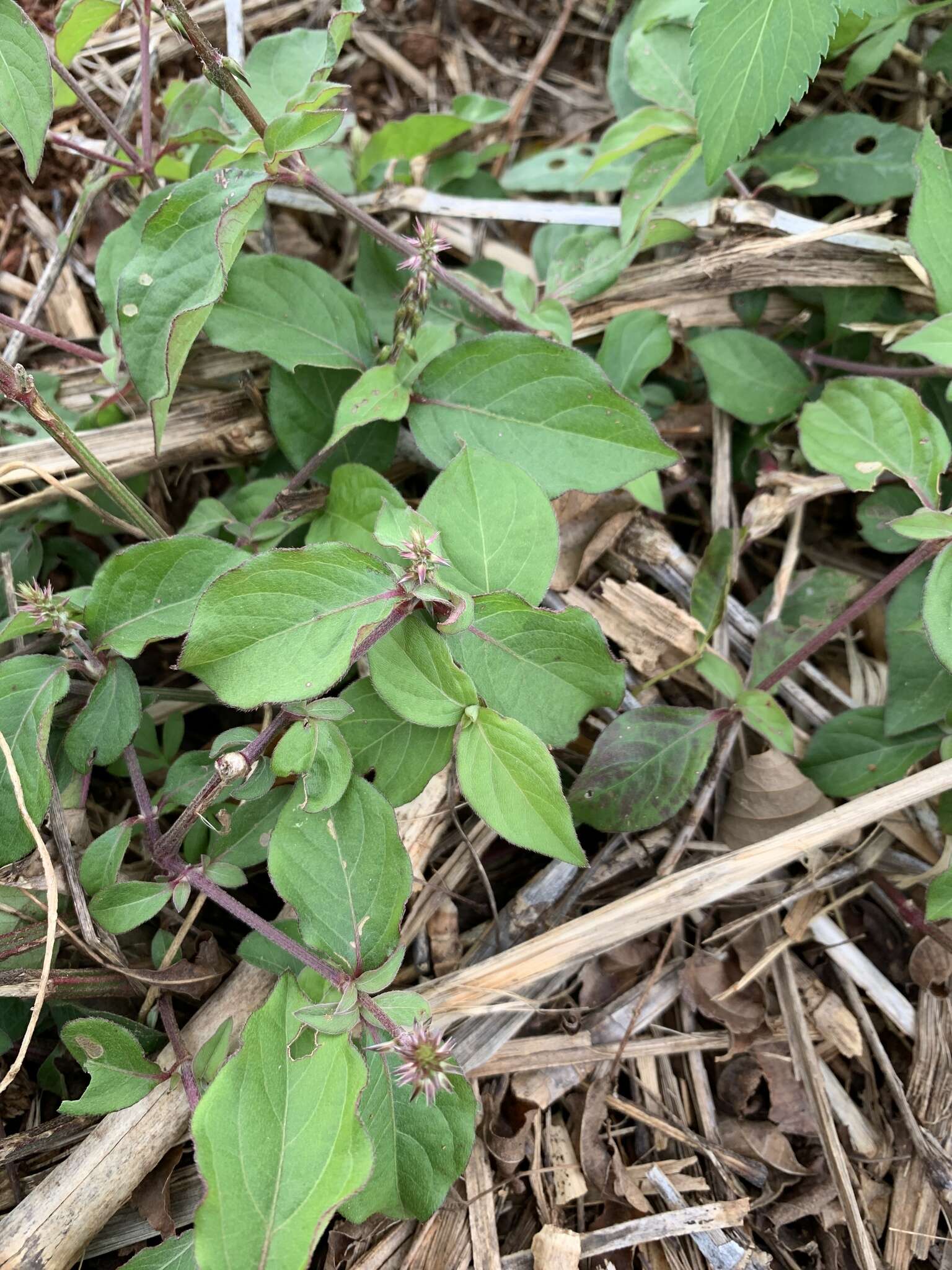 Слика од Achyranthes splendens var. rotundata Hillebr.