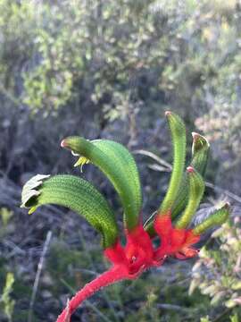 Image of Anigozanthos manglesii D. Don