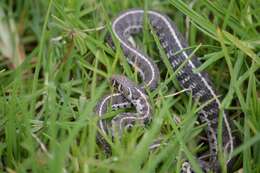 Thamnophis scaliger (Jan 1863)的圖片