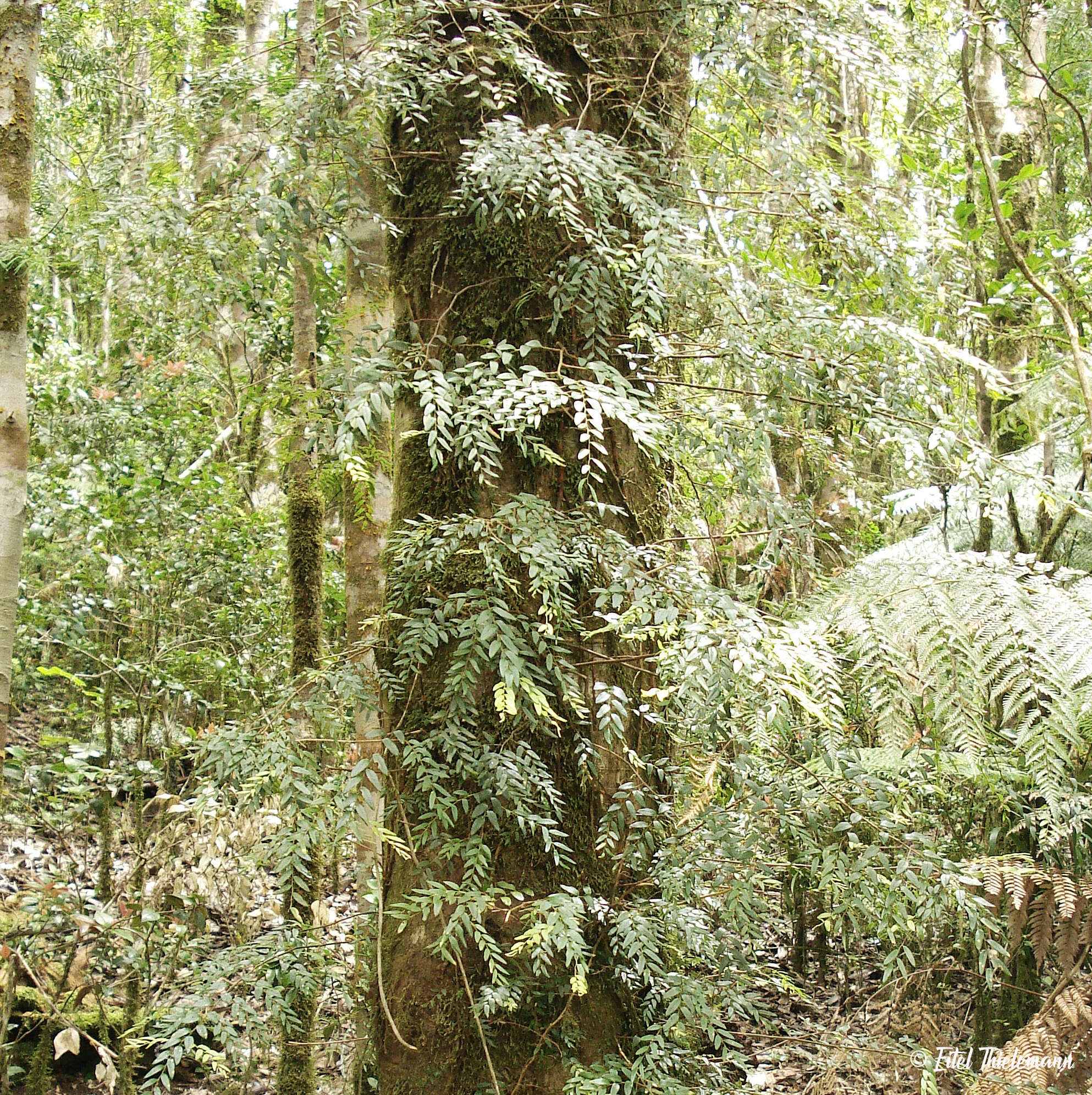 Image of Luzuriaga polyphylla (Hook. fil.) J. F. Macbr.