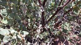 Image of pinkbracted manzanita