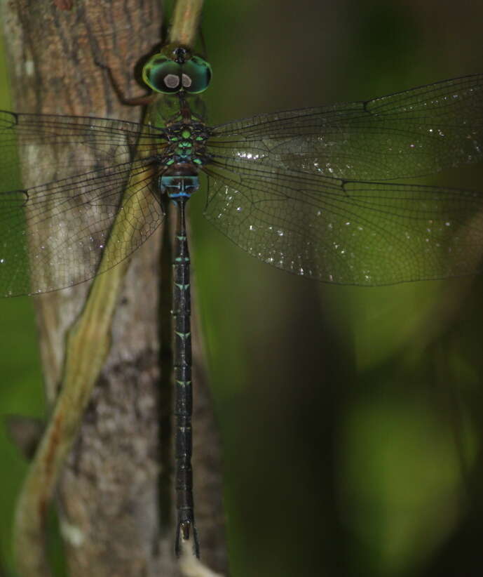 Image of Eastern Duskhawker