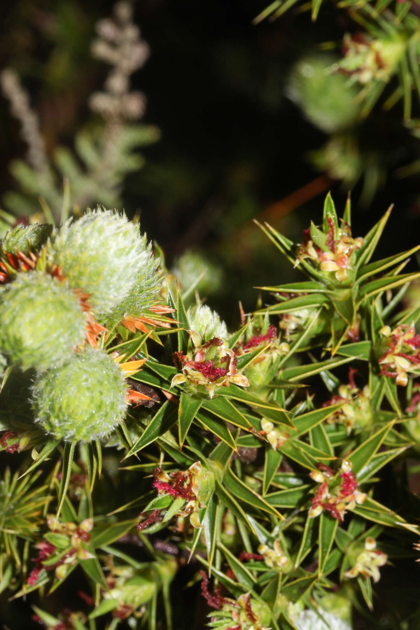 Image of Cliffortia ruscifolia L.