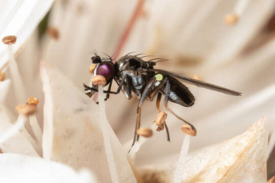 Image of Shore fly