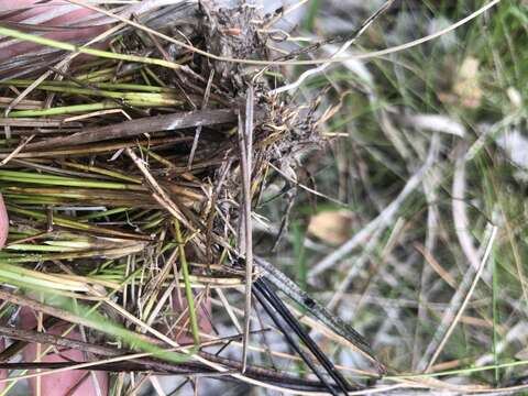 Image of Cone-Cup Spike-Rush