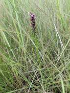 Image of Brachycorythis buchananii (Schltr.) Rolfe